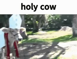 holy cow gif